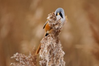 Sykorice vousata - Panurus biarmicus - Bearded Reedling o3609